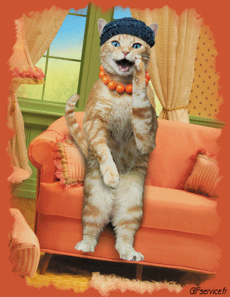 05 Gatos Animales Humor - Fun 