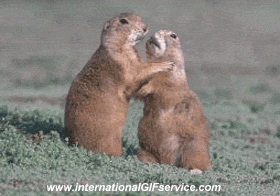 01 Marmotas Animales Humor - Fun 