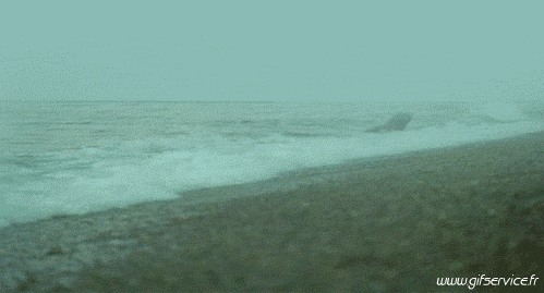 01 Orcas Animales Humor - Fun 