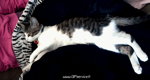 03 Gatos Animales Humor - Fun 