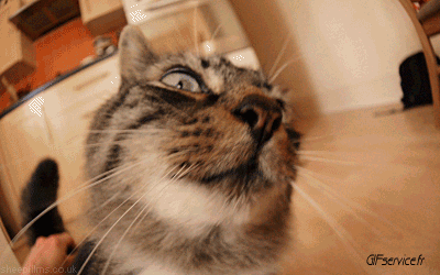 Serie 05 Chats Animaux Humour - Fun 