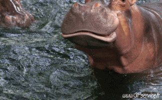 01 Hippopotames Animaux Humour - Fun 