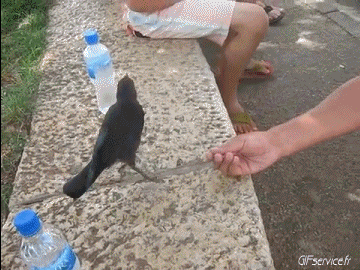 Divers Oiseaux Animaux Humour - Fun 