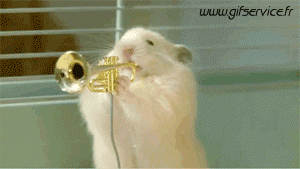 01 Criceto Animali Umorismo -  Fun 