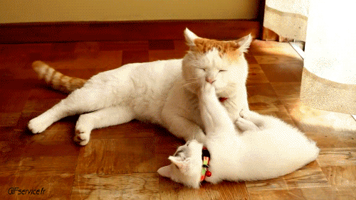 05 Katze Tiere Humor -  Fun 