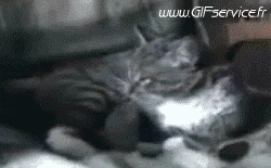 02 Gatos Animales Humor - Fun 