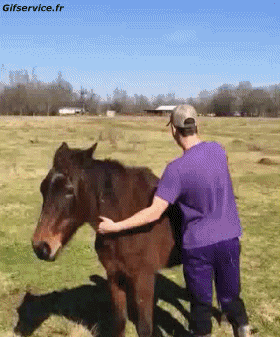 Serie 02 Chevaux Animaux Humour - Fun 