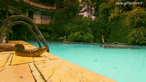 01 Snakes Animals Humor -  Fun 