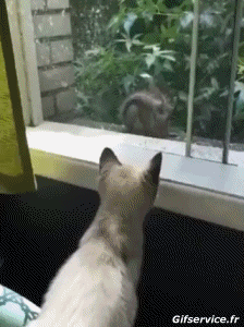 01 Squirrels Animals Humor -  Fun 