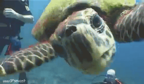 01 Schildkröten Tiere Humor -  Fun 