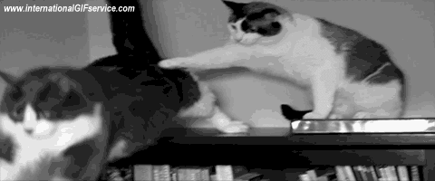 01 Katze Tiere Humor -  Fun 