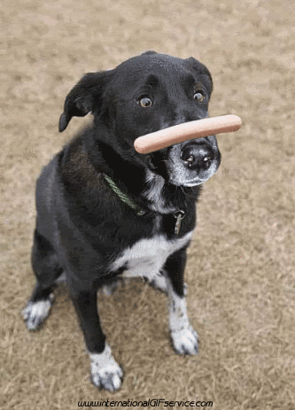 01 Cani Animali Umorismo -  Fun 