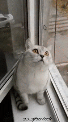 Serie 03 Chats Animaux Humour - Fun 