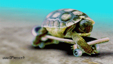 01 Turtles Animals Humor -  Fun 