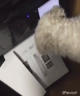 Serie 04 Chiens Animaux Humour - Fun 