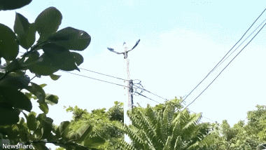 Vari 02 Uccelli Animali Umorismo -  Fun 