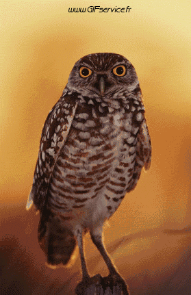 Rapaz y Nocturno Pájaros Animales Humor - Fun 