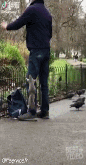 Serie 01 Ecureuils Animaux Humour - Fun 