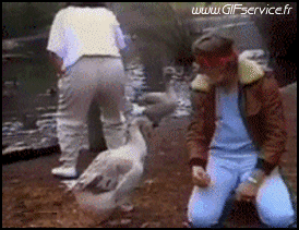 Varios Pájaros Animales Humor - Fun 