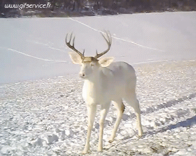 01 Hirsch - Kitz Tiere Humor -  Fun 