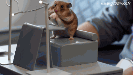 01 Hamster Tiere Humor -  Fun 