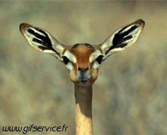 01 Deer - Fawn Animals Humor -  Fun 