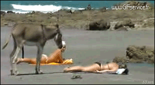 01 Donkeys Animals Humor -  Fun 