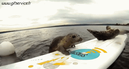 01 Foche leone marino Animali Umorismo -  Fun 