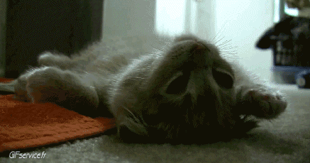 05 Katze Tiere Humor -  Fun 