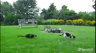 04 Cats Animals Humor -  Fun 