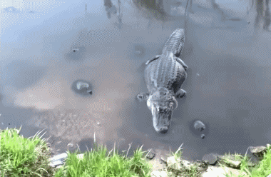 Serie 01 Tortues Animaux Humour - Fun 