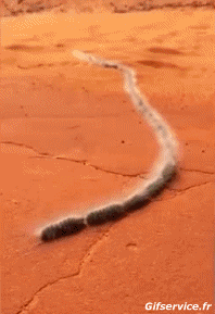 01 Insetti Animali Umorismo -  Fun 