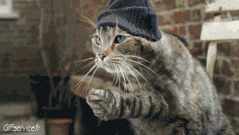 04 Katze Tiere Humor -  Fun 