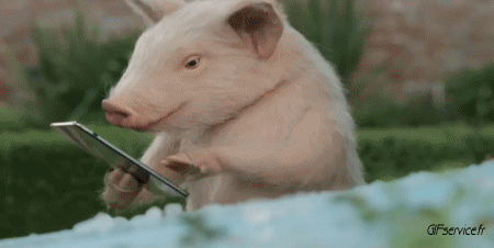 01 Pigs - Bushpigs Animals Humor -  Fun 