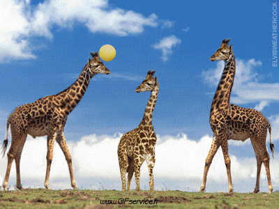 01 Giraffes Animals Humor -  Fun 