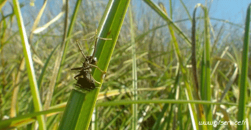 01 Insectos Animales Humor - Fun 