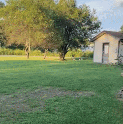 Coqs - Poules Oiseaux Animaux Humour - Fun 