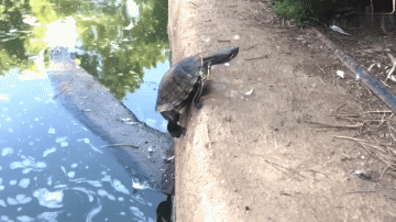Serie 01 Tortues Animaux Humour - Fun 