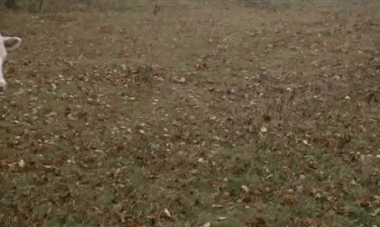 Video Top Secret Film Internazionale Multimedia 