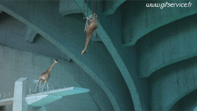 01 Jirafas Animales Humor - Fun 