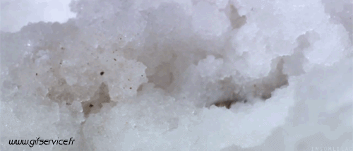 01 Serpientes Animales Humor - Fun 