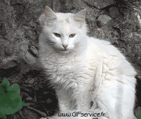 02 Gatti Animali Umorismo -  Fun 