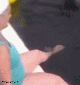 01 Dauphins Animaux Humour - Fun 