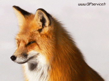 01 Fox Animals Humor -  Fun 