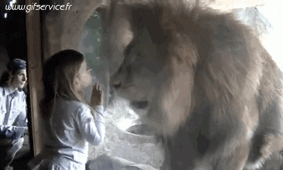 01 Lions Animaux Humour - Fun 
