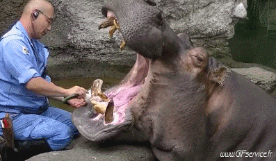 01 Ippopotami Animali Umorismo -  Fun 