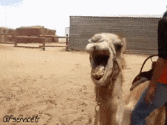 01 Camels Animals Humor -  Fun 
