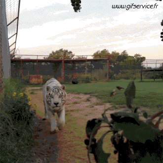 01 Tiger Tiere Humor -  Fun 