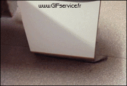 Serie 03 Chiens Animaux Humour - Fun 