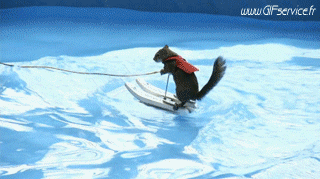 Serie 01 Ecureuils Animaux Humour - Fun 